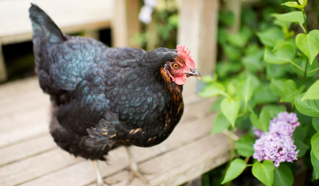 black chicken jersey giant relaxing on wooden deck