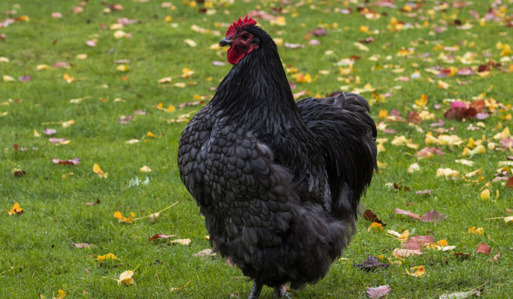 Black orpington rooster with red comb.