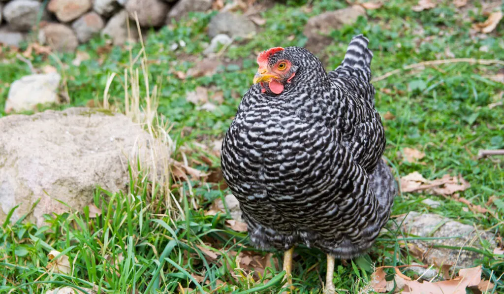 Black plymouth rock chicken 