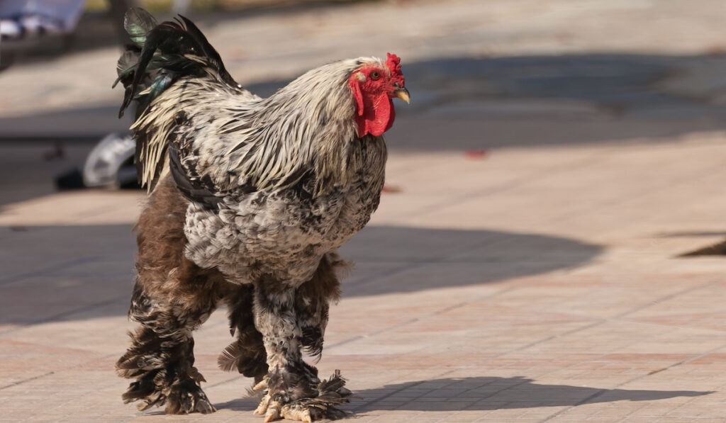 Booted bantam going for a walk.