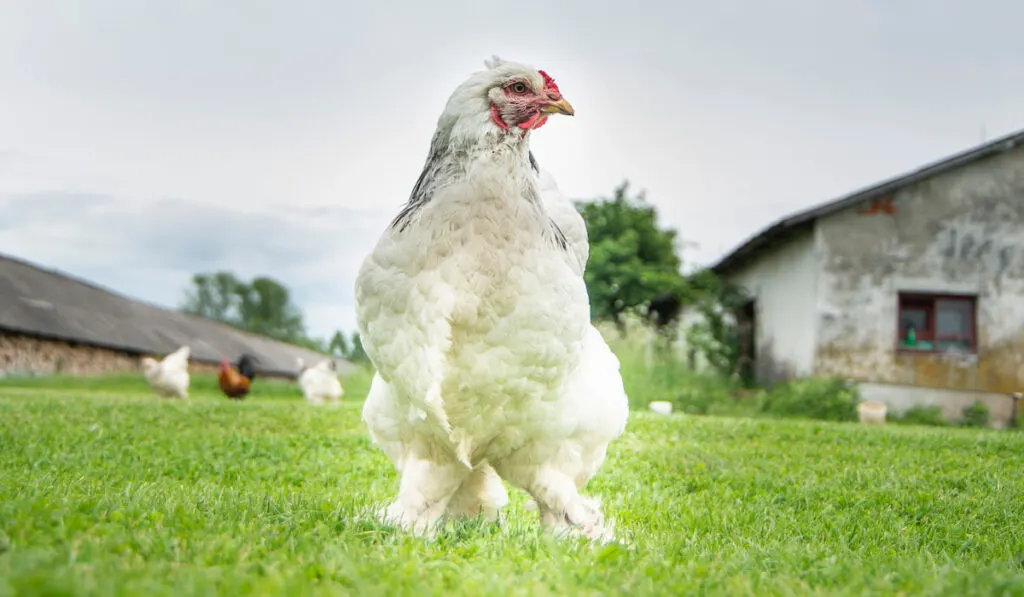 White Brahma chicken on the farm 