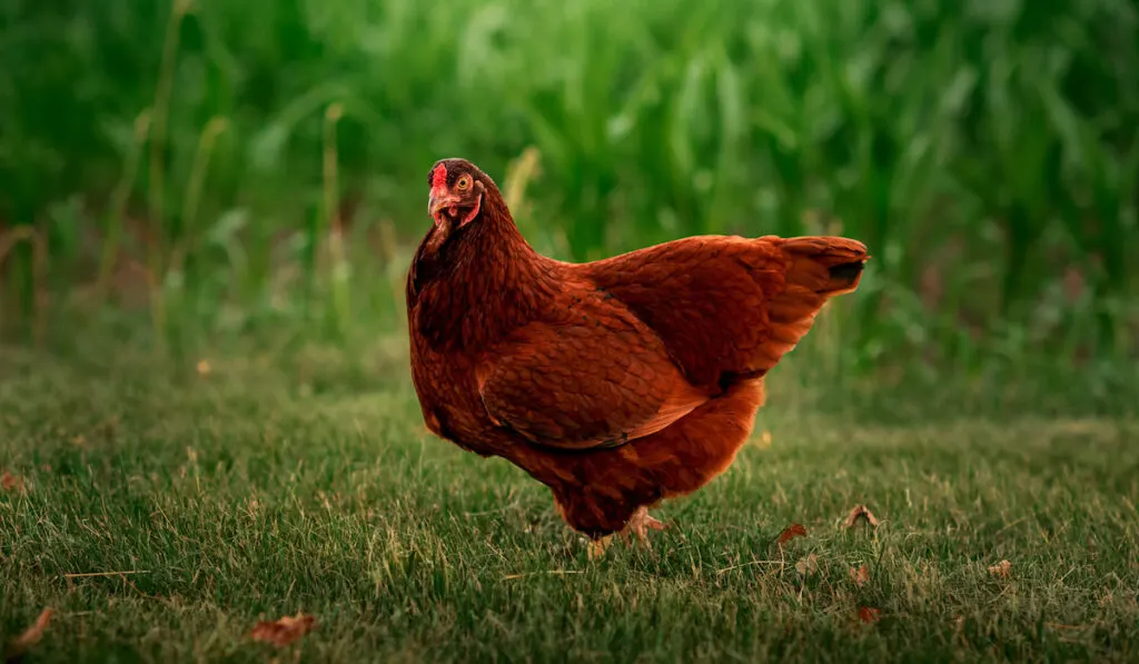 Buckeye chicken standing in the grass near a corn field 
