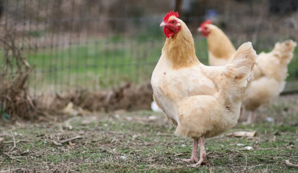 Tw Buff Orpington Chickens near wire fence in farmyard