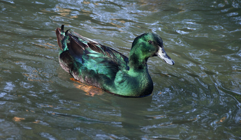 Cayuga drake duck swimming on a pond