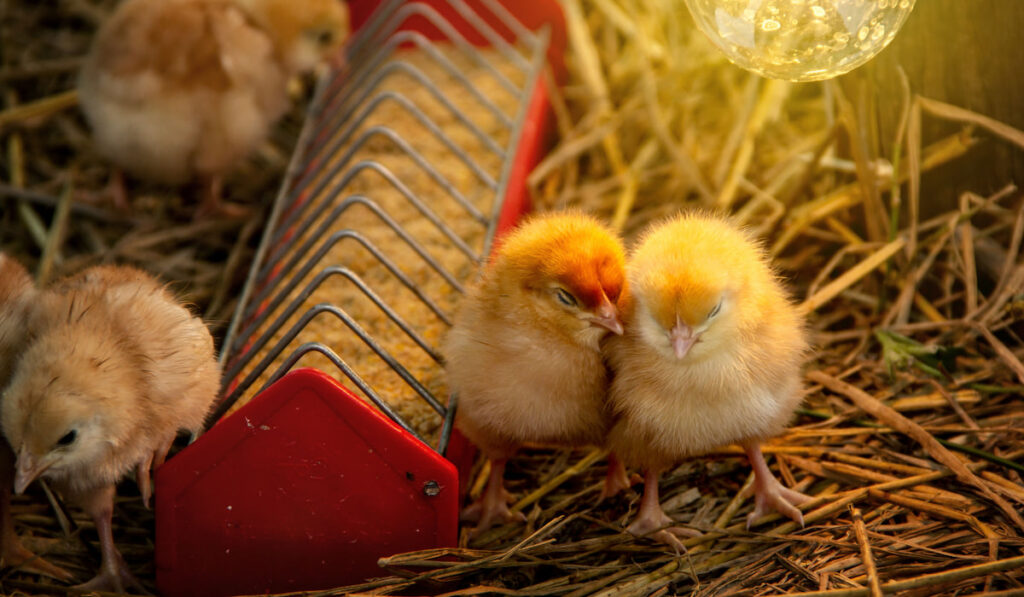 Chicks resting under the light bulb warmth on straw 