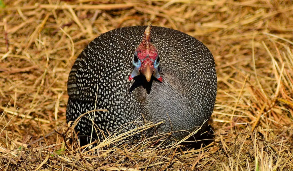 Close up of a guinea fowl on hay