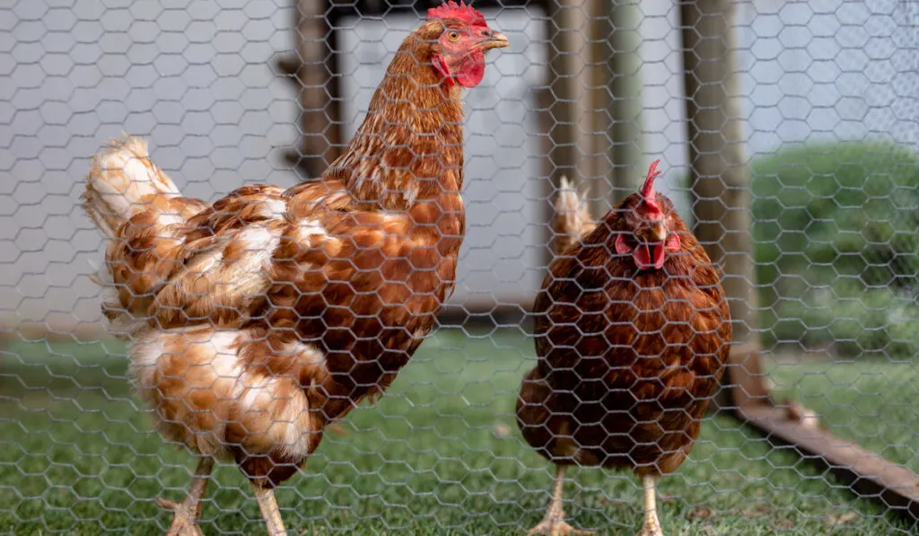 brown hens behind mesh cage at poultry farm