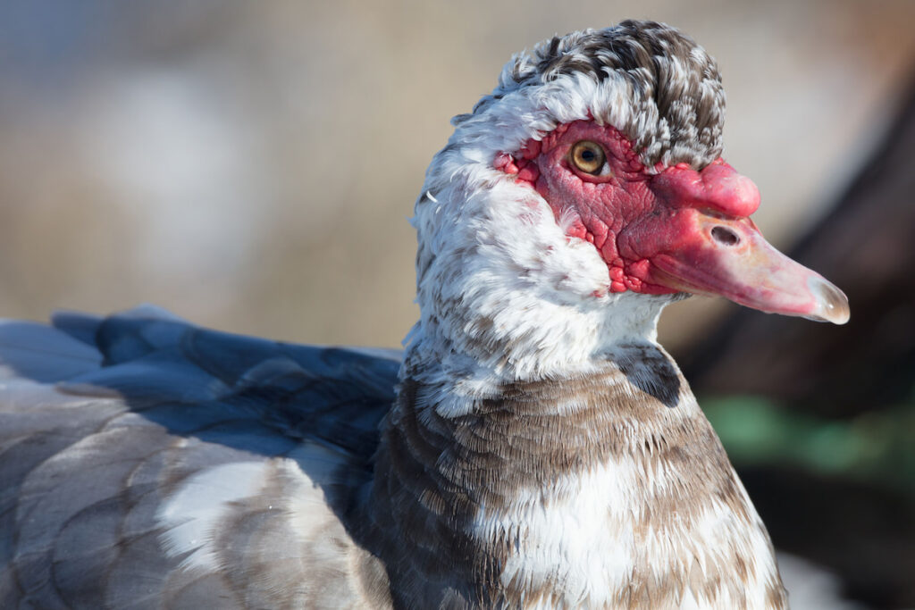 Closeup photo of Muscovy duck