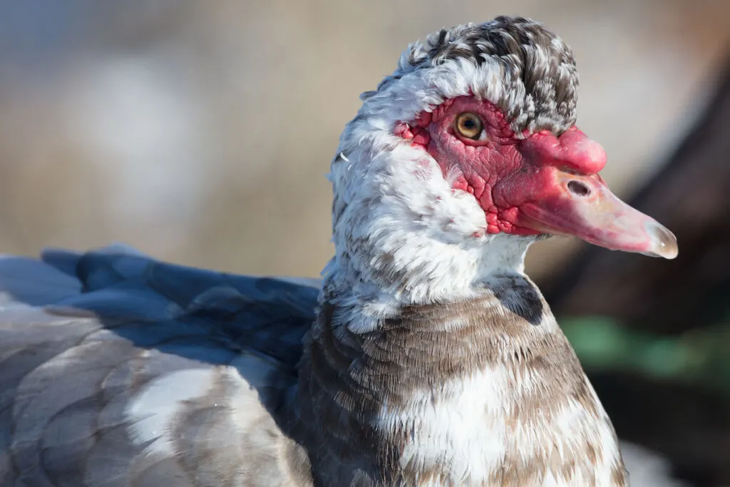 Closeup photo of Muscovy duck