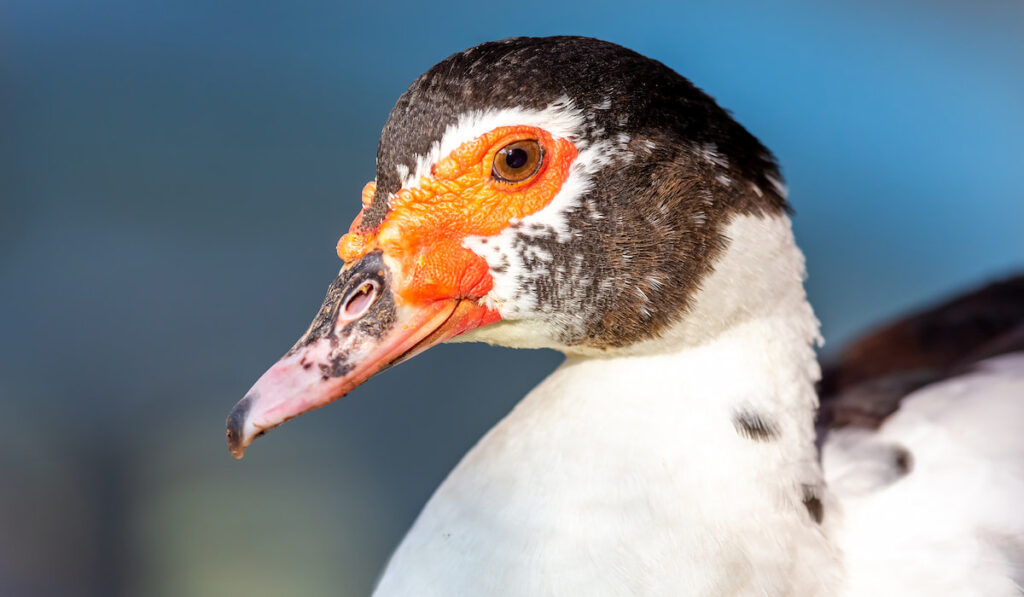Closeup portrait of white Muscovy duck