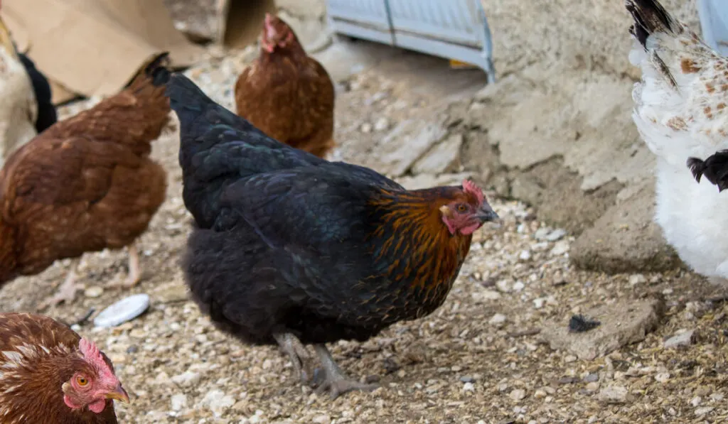 Colorful chickens and yellow rooster looking for food 