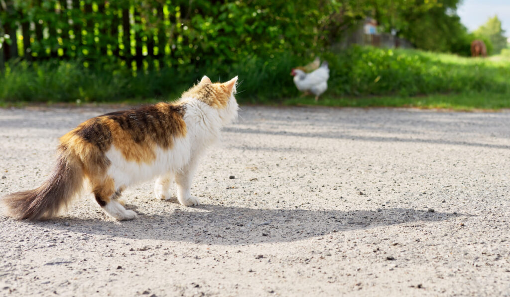Country tricolor cat watches chicken, predator hunter instincts concept