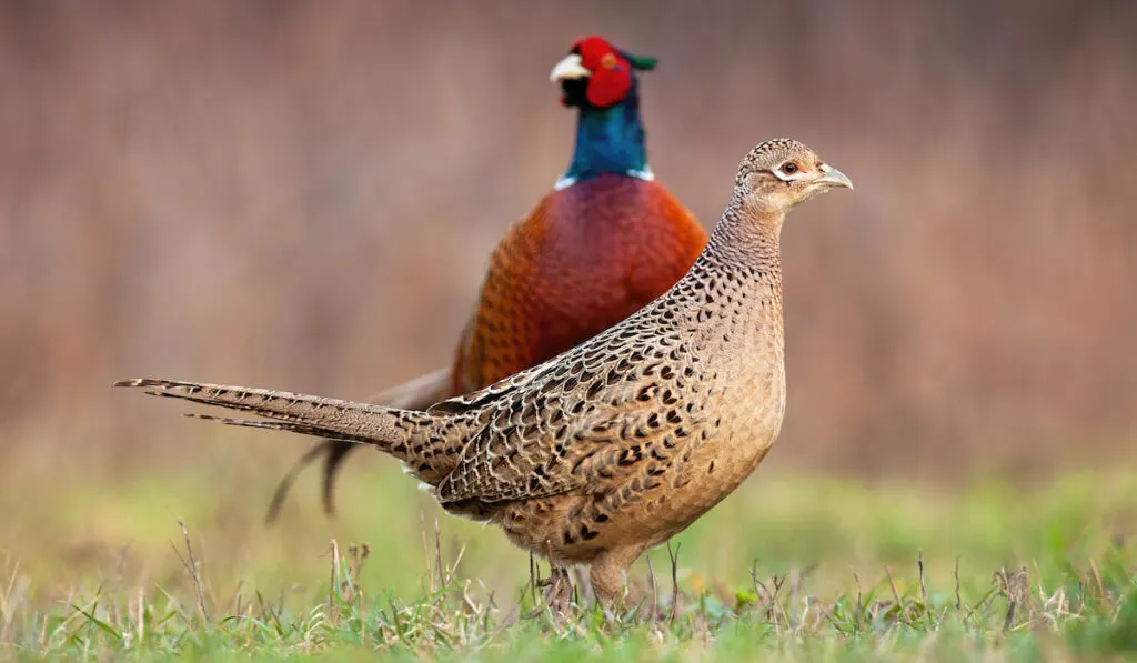 couple of common pheasant on a meadow