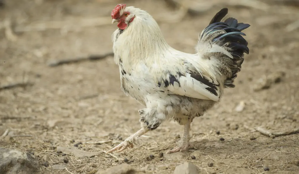 Walking delaware rooster in the backyard