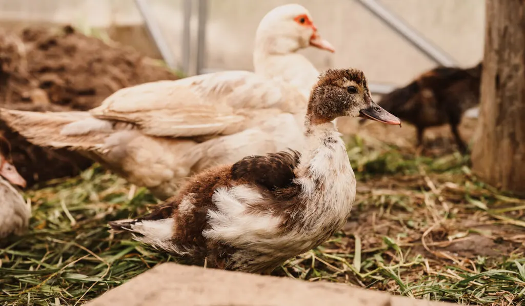 Ducks on a farm in a chicken coop