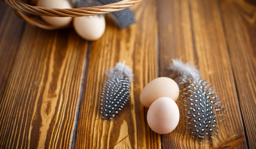 Eggs of guinea fowl on wooden table