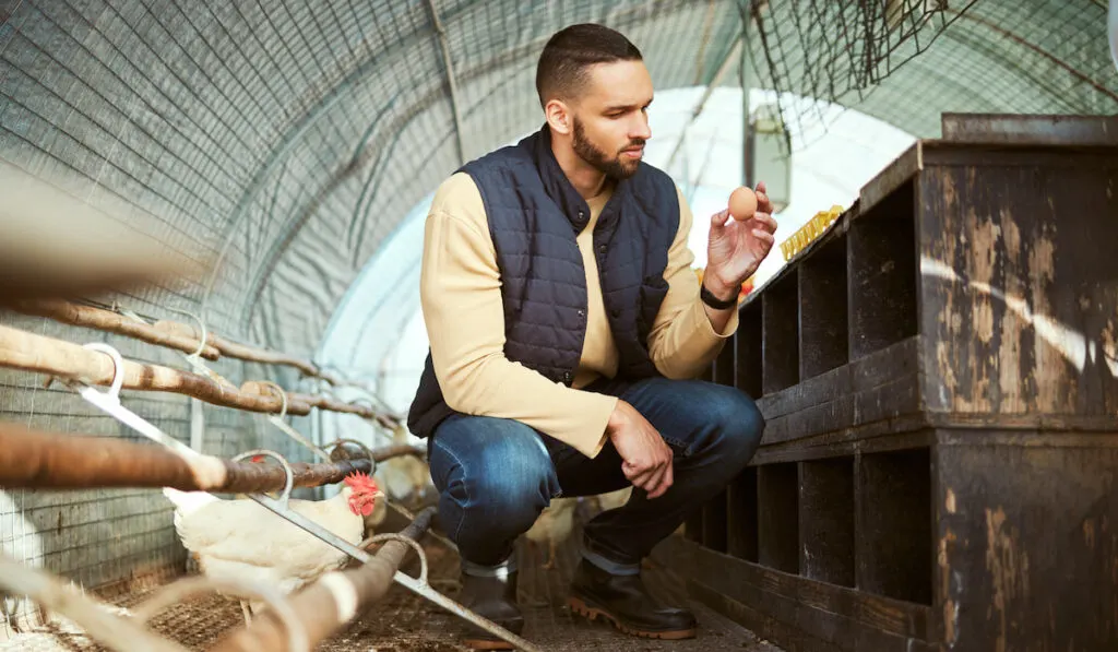 Farmer collecting and holding an egg from a hen house