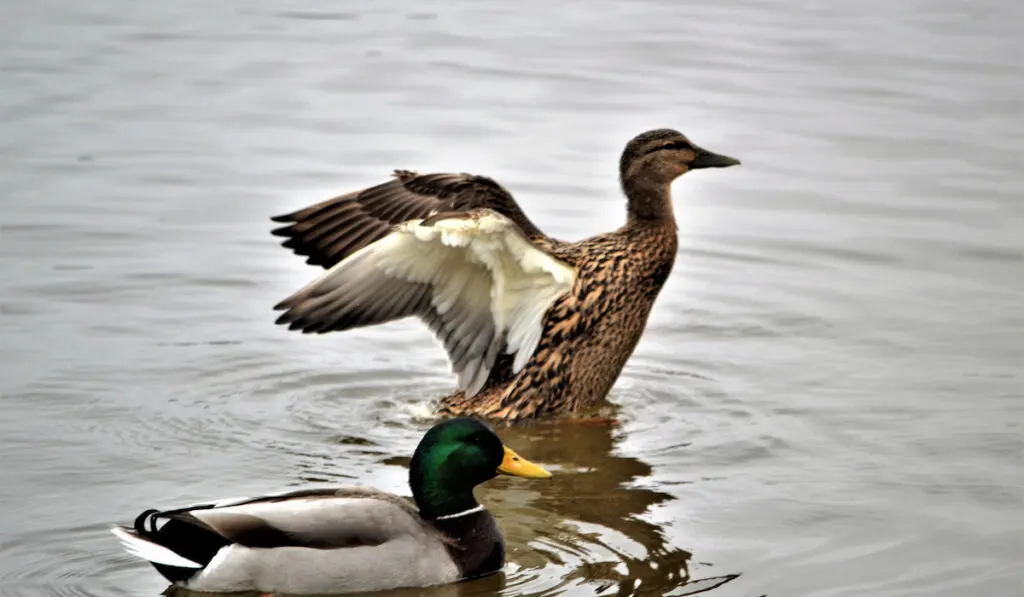 Female and male mallard ducks on the lake