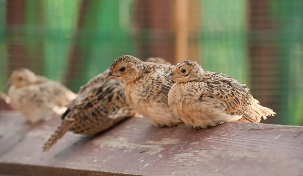 Four baby birds of pheasant on a farm