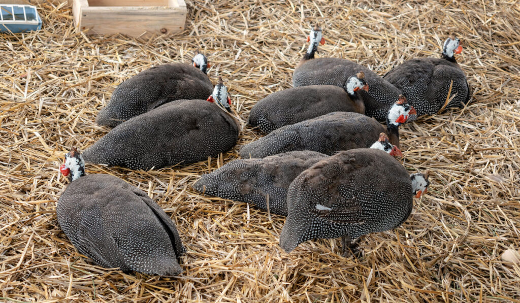 group of guinea fowl resting in the poultry yard