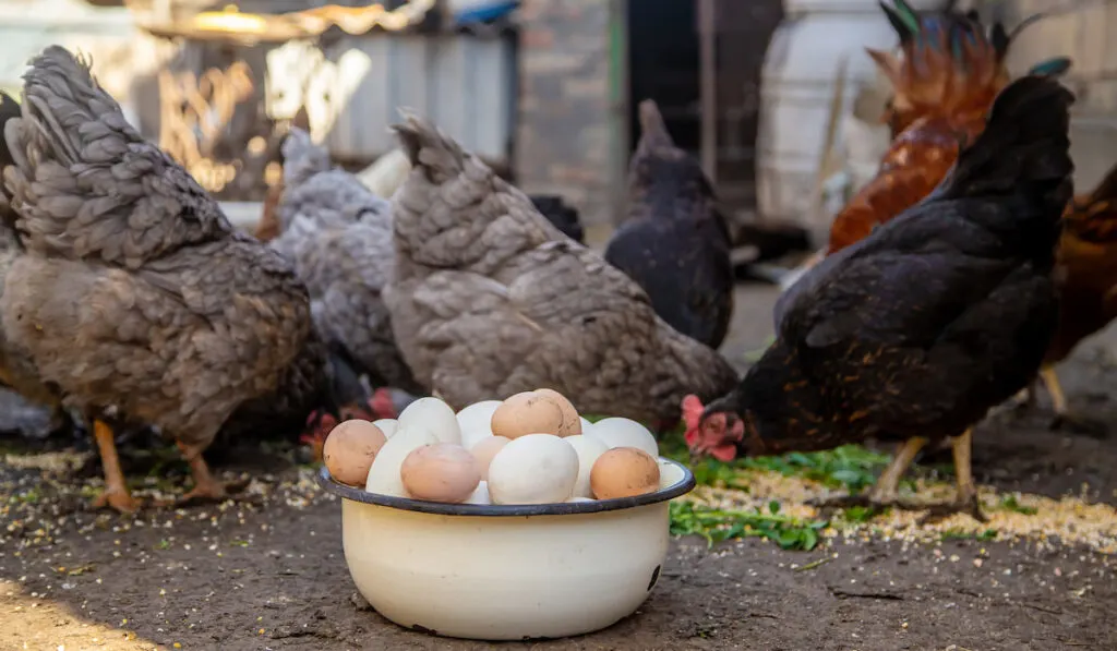 Group of chicken and eggs in a bowl on a farm