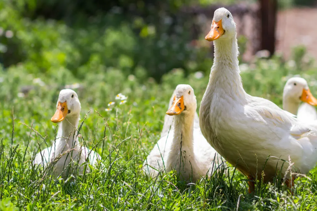 Group of white ducks on green grass in farm