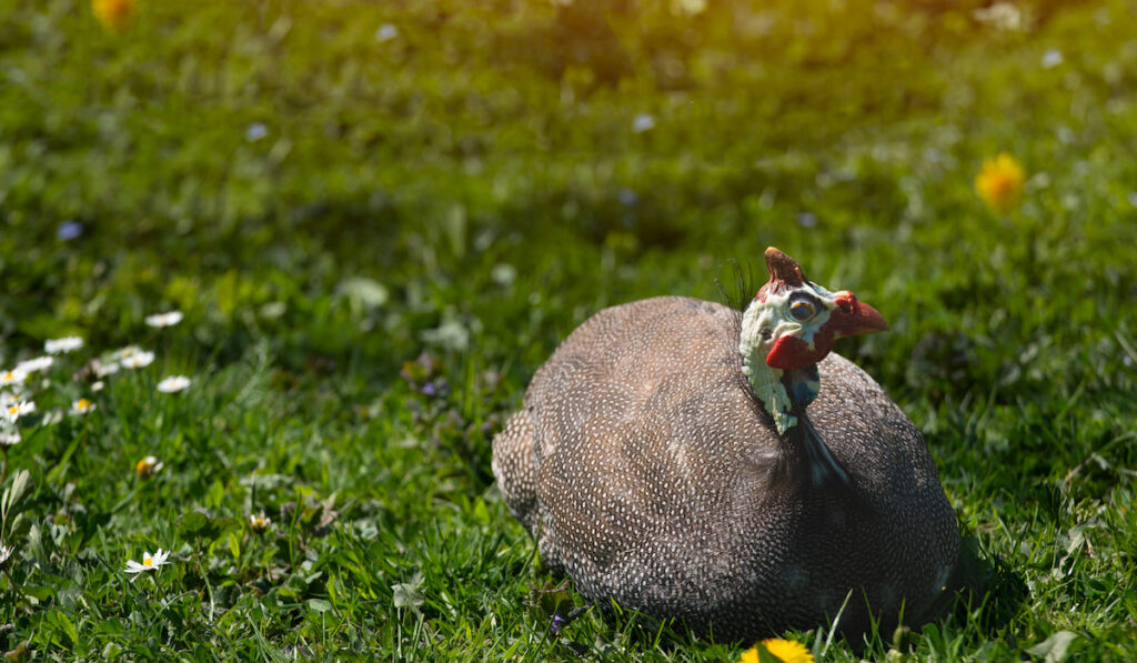 Guinea fowl resting on green grass