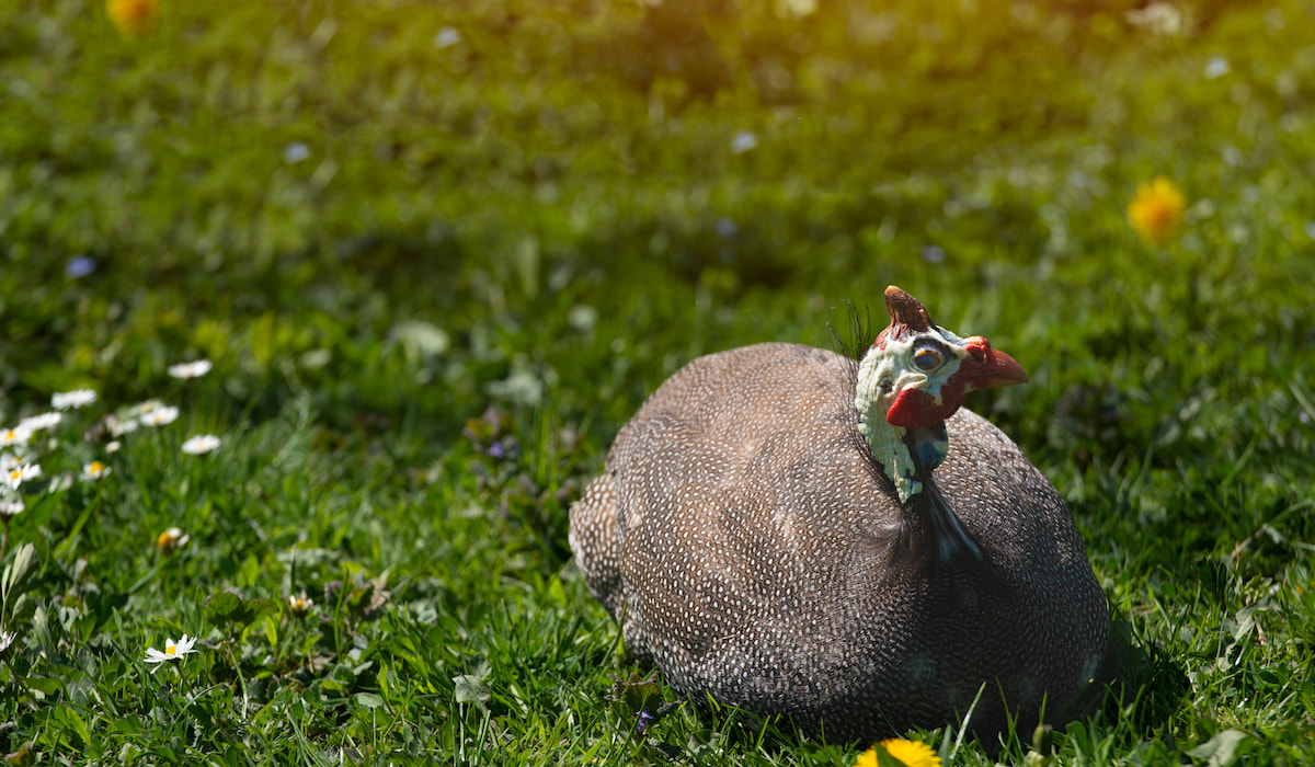 Do Guinea Fowl Lay Eggs? The Hip Chick