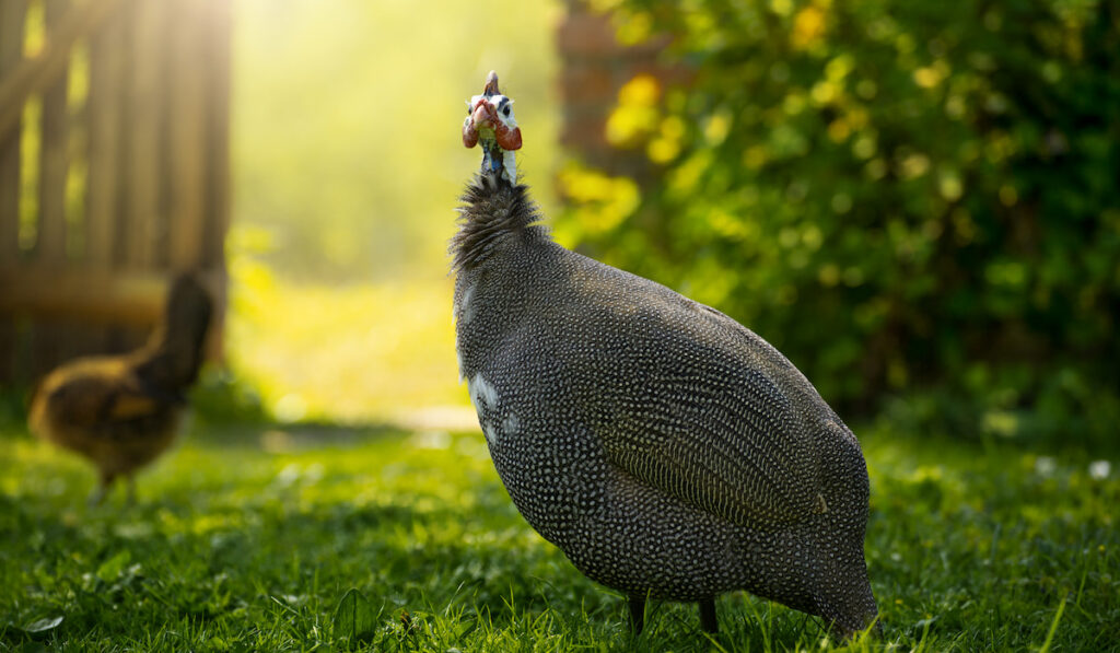 Guinea fowl resting on green grass in the backyard