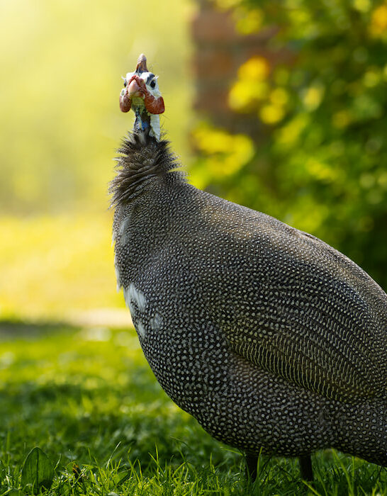 guinea fowl resting on green grass in the backyard