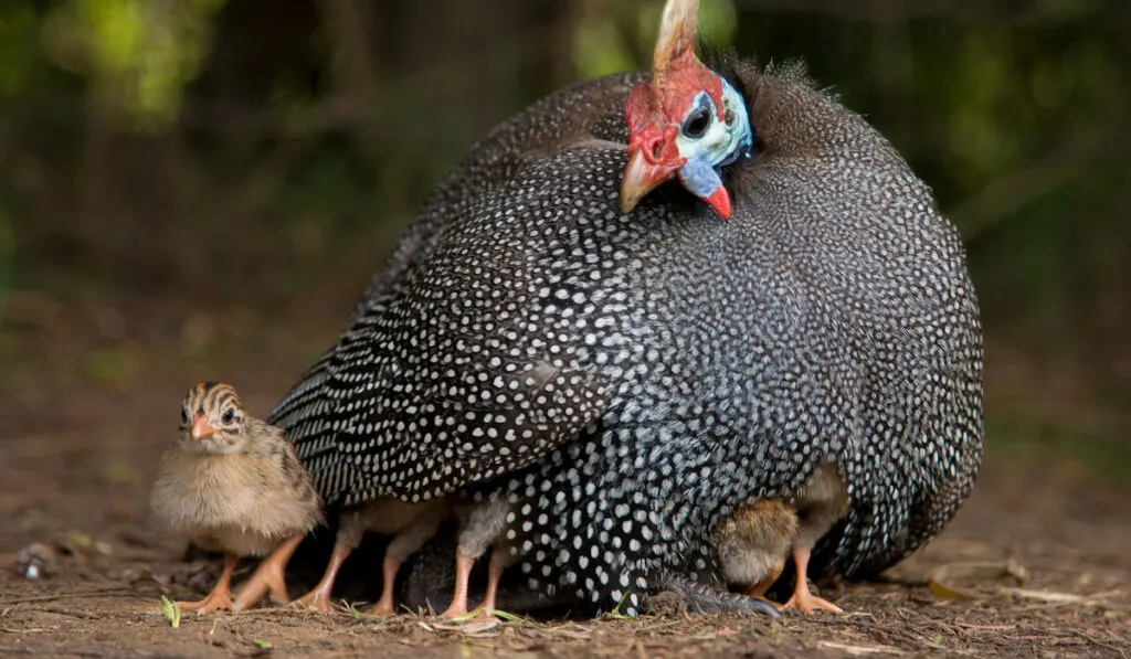 Guinea fowl sitting on chicks