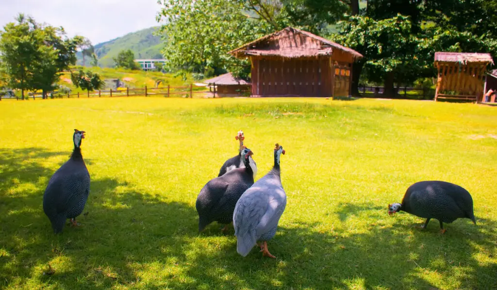 guinea fowl standing on green grass in the farm