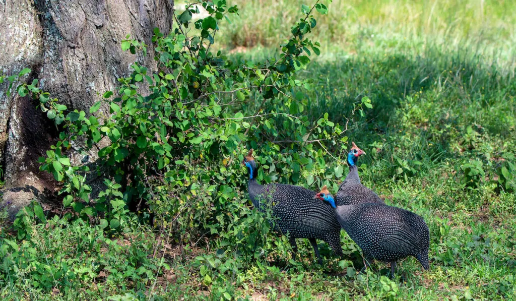 Guinea fowl walking in national park