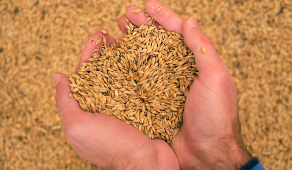 Hand holding barley grains in hand