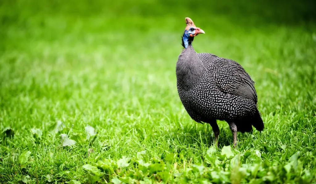 Helmeted guinea fowl walking on a green meadow