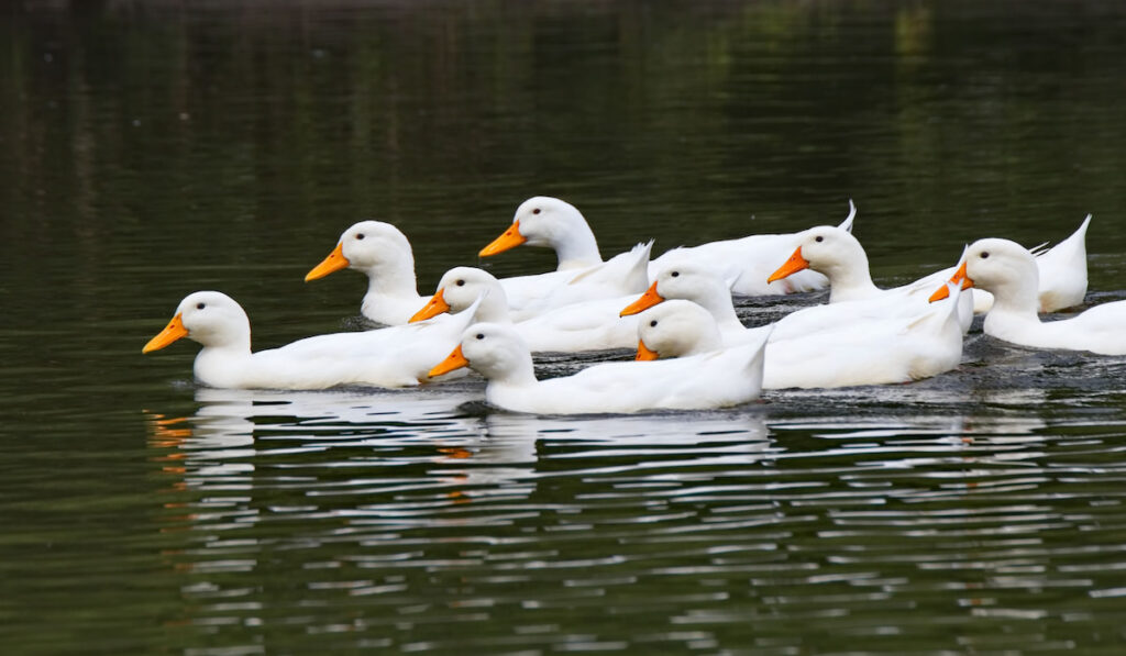 Horizontal view of a flock of German Pekin ducks swimming on a pond