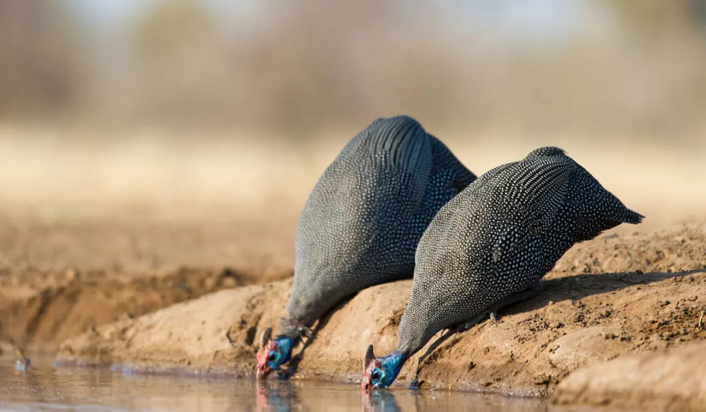 low angle of two guinea fowl drinking at a waterhole