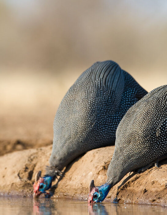 two guinea fowl drinking at a waterhole