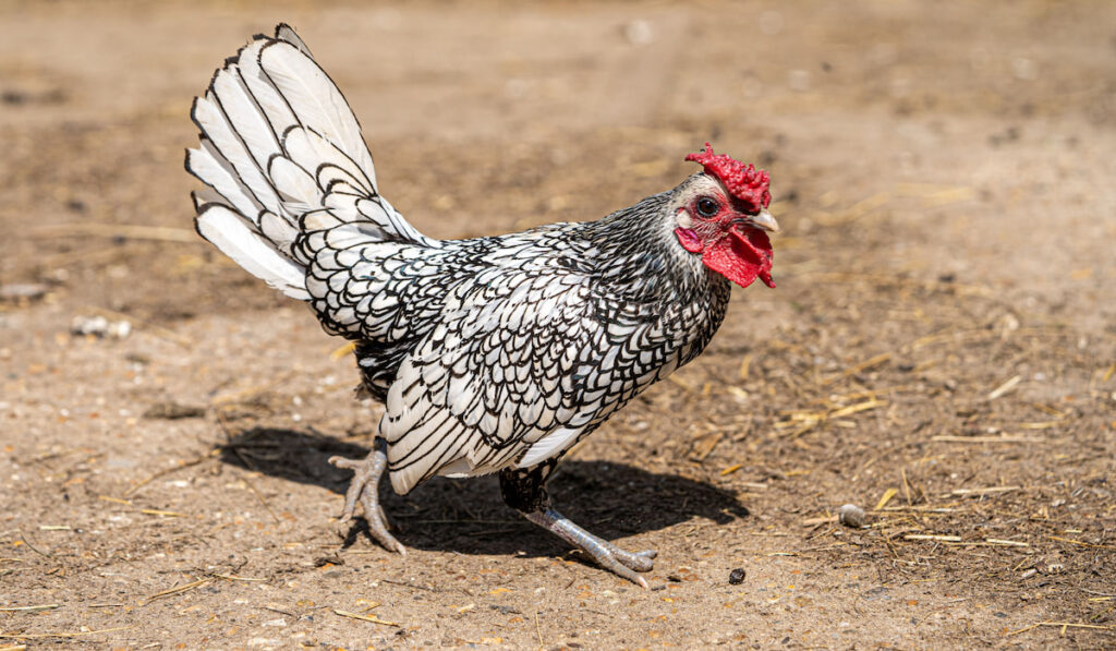 Male Sebright english bantam chicken