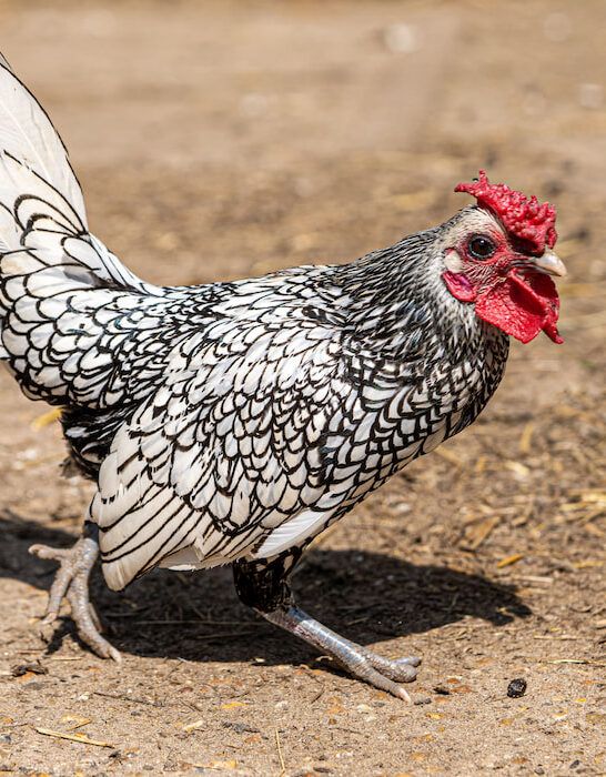 male sebright english bantan chicken