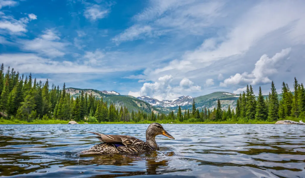 Mallard Duck at Lost Lake Colorado