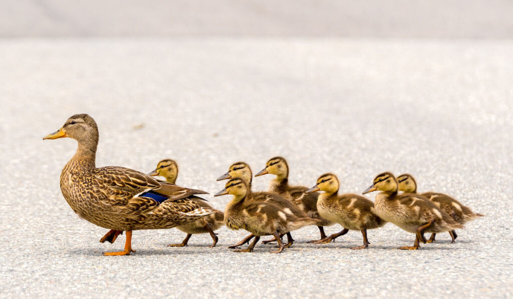 Mallard mother duck and her ducklings crossing a road