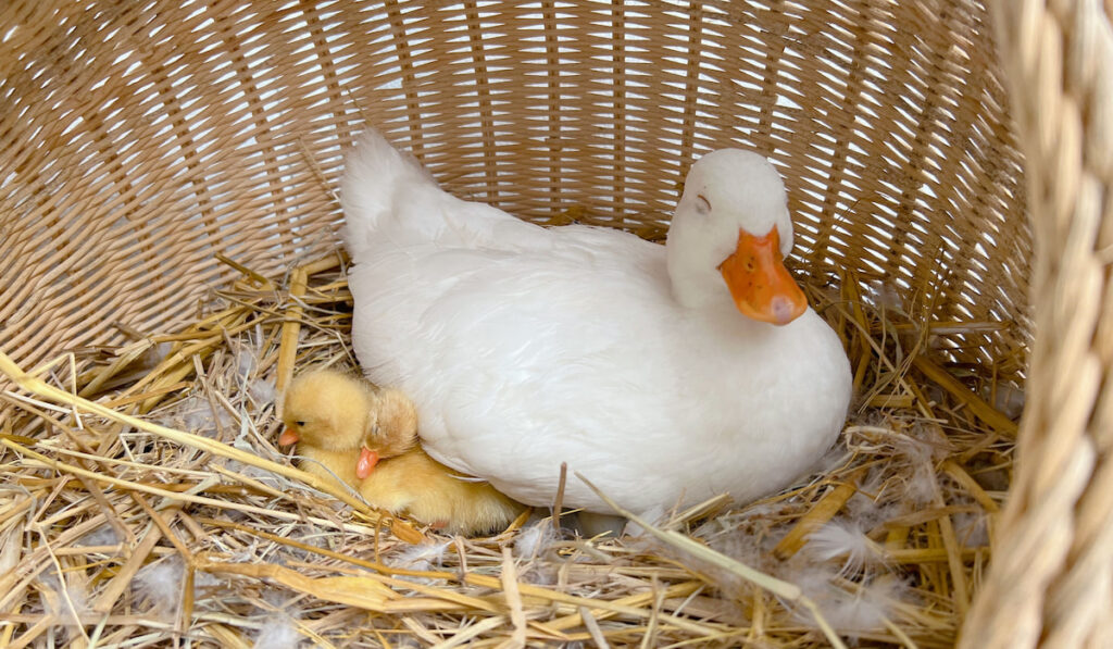 mother call duck and ducklings in a basket