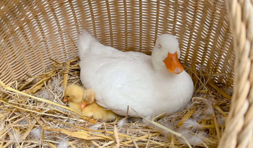 Mother call duck and ducklings in a basket 