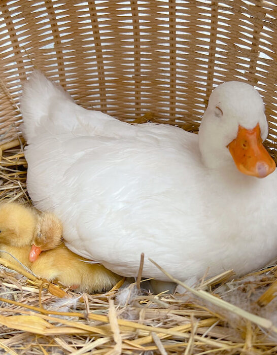 mother call duck and ducklings in a basket