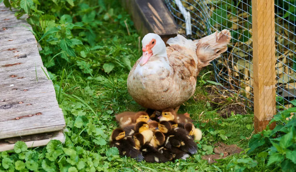Muscovy duck and ducklings near duck house outdoor