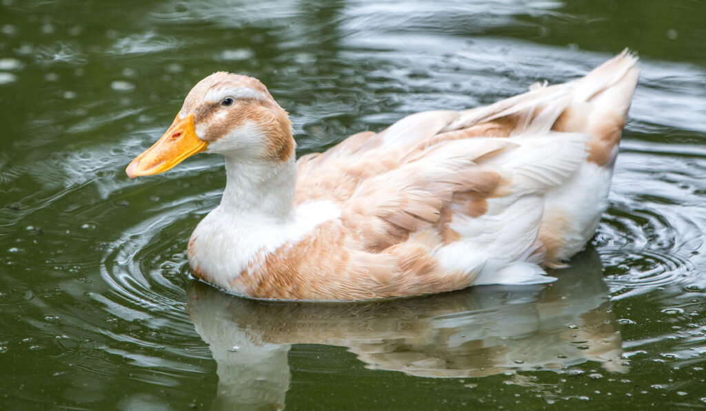 Orpington Duck on a pond