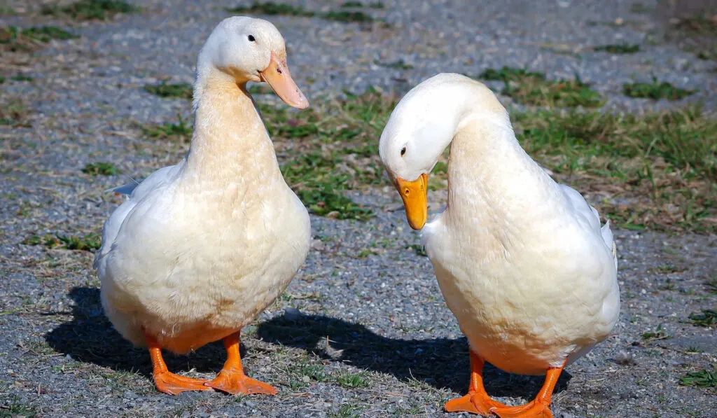 Pekin duck mating pair