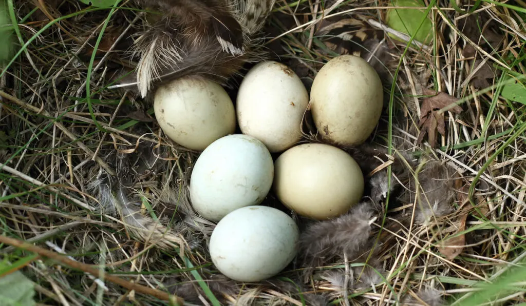 Pheasant Eggs on a nest