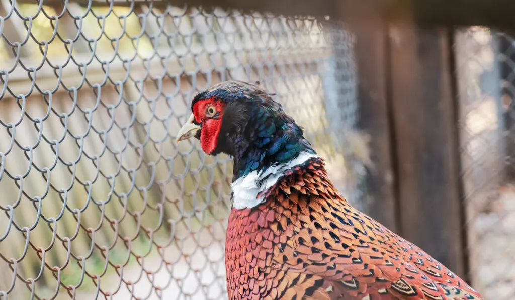 Pheasant bird in zoo cage